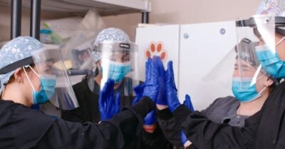 Four diverse young people wearing transparent face shields, protective face masks, and blue latex gloves triumphantly high-five in a classroom setting.